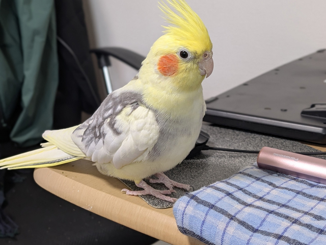 ハンカチをじっと見つめるﾋﾟﾋﾟﾁｬﾝ