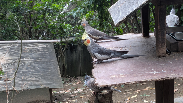 キャンベルタウン野鳥の森