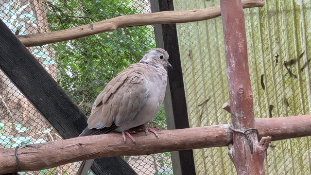 キャンベルタウン野鳥の森