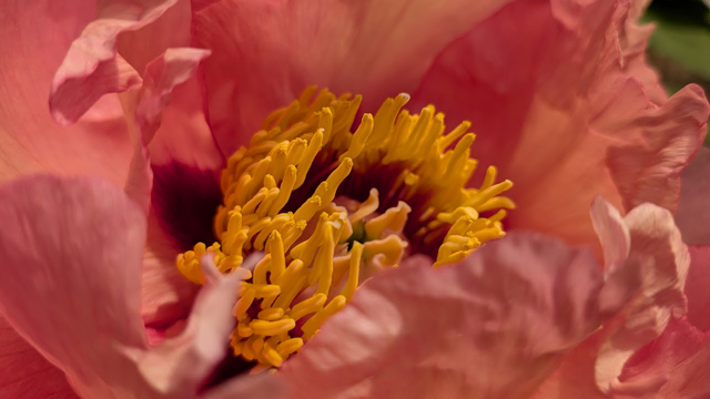 京都府立植物園