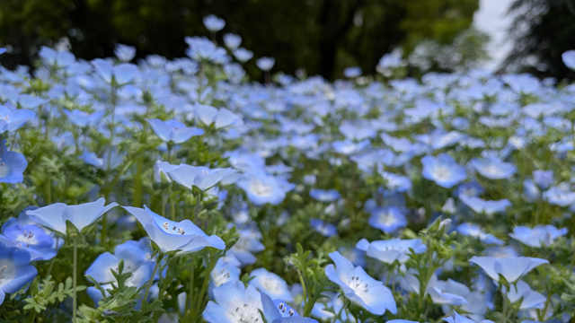 京都府立植物園