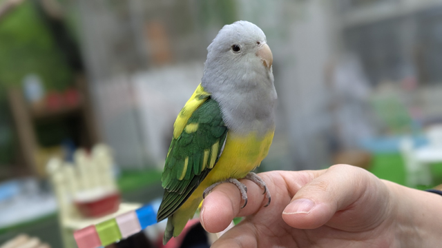 小鳥ひろば